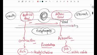 Peristalsis  Gastrointestinal Physiology  MBBS first year [upl. by Yclehc]