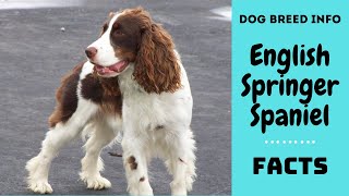 English Springer Spaniel dog breed All breed characteristics and facts about Springer Spaniel [upl. by Ikkin]