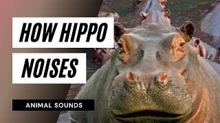 Hippos Sound Effect  Animation  Video [upl. by Frodina]