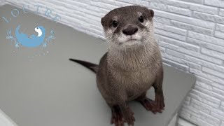 How Adorable Otters They cant Wait for Their Food [upl. by Salman]