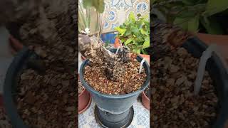 Parece que el infierno está terminando misbonsaisenelbalcon bonsai prebonsai alcornoque verano [upl. by Laohcin271]