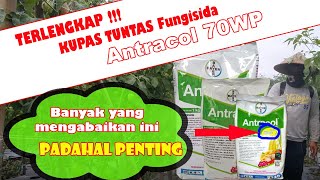 Review Antracol 70WP  Manfaat ZINC pada Antracol Bahan Aktif Cara Kerja Manfaat amp Takaran Dosis [upl. by Osbourne]