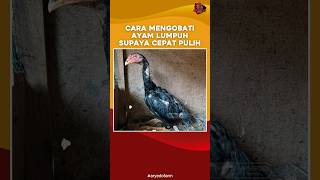 Cara Mengobati Ayam Lumpuh Supaya Cepat Pulih [upl. by Gaby613]