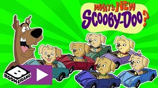 Whats New ScoobyDoo  Puppy Rescue  Boomerang UK [upl. by Jolie]