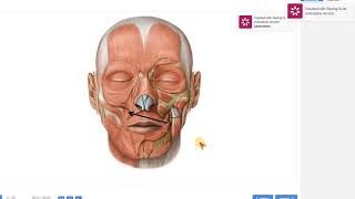 5 Anatomy of the muscles of the face [upl. by Eisac]