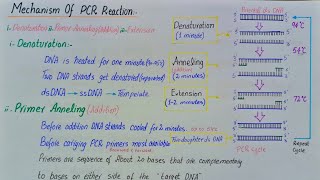 Polymerase chain reaction  PCR  class 12 [upl. by Ethe]