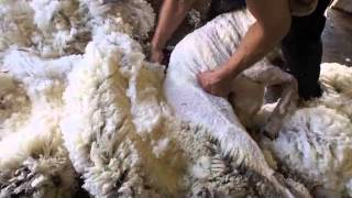 Merino sheep shearing Australia [upl. by Noral]