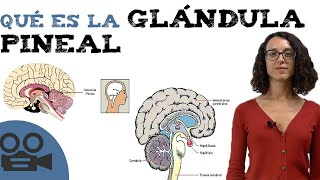 Qué es la glándula pineal [upl. by Humfrid]