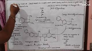 Heterocyclic amines and cancer [upl. by Chilton888]