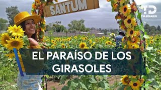 ¿Dónde está y cómo visitar el Santuario de Girasoles en Tlaxcala [upl. by Berkman]