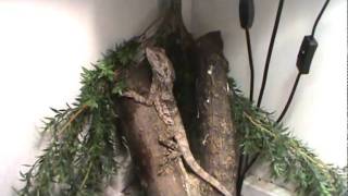 WilmaEatCricket  Frilled Dragon Feeding [upl. by Johnnie771]