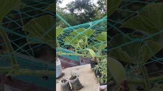 ছাদে লাউ চাষ gardener organicgardener gardeningtips green [upl. by Adnilema]