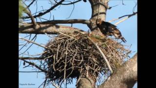 The Crowned Eagle [upl. by Nylcaj]