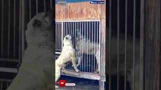 Aggressive Kangal Shepherd Dog shortvideo shorts ytshorts anatolianshepherddog [upl. by Annavoeg]