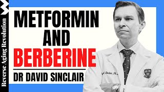 DAVID SINCLAIR quotBerberine And Metformin – Benefits amp Dosagequot  Dr David Sinclair Interview Clips [upl. by Latsyc]