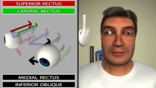 Neuroanatomy  Cranial Nerve III The Oculomotor Nerve in 3D [upl. by Nathaniel]