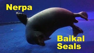 Nerpa  Lake Baikal Seals [upl. by Leuqram115]