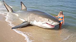 Woman Touches Great White Shark Washed Up in Florida Then This Happens [upl. by Noicnecsa802]