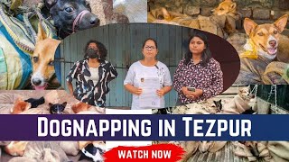 🚨 DOGNAPPING IN TEZPUR🚨 Details in video  WE animals Tezpur [upl. by Legnalos]