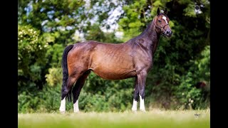 Urika Zapatero VDL URIKO x CARETINO  2014 mare [upl. by Attirb]