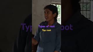 Types of root tap rootprimary root l fibrous root shorts [upl. by Clements]