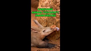 Aardvark  Animal You Didnt Know Existed nature animals africa snake [upl. by Allene599]