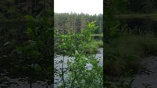 Algonquin park Pog lake campsite Lakeview [upl. by Etnoel]