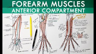 Forearm Muscles  Anterior Compartment  Anatomy Tutorial [upl. by Einomrah819]