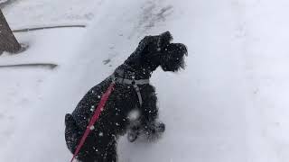 Standard Schnauzer turns 1 year old [upl. by Enelyam]