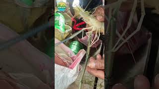 Prawn Catching from River fish prawn shrimp fishing river liveshrimp villagevlog [upl. by Ettesoj]