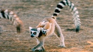 Exploring the Island of Lemurs Madagascar [upl. by Oileduab78]