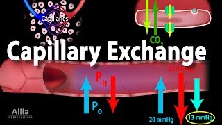 Capillary Exchange and Edema Animation [upl. by Aimas]