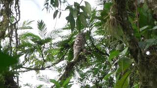 Great Potoo Costa Rica January 2024 [upl. by Rahel]