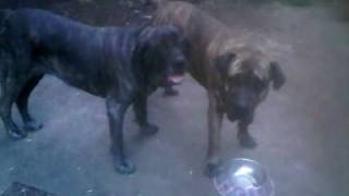 Fila Brasileiro and Presa Canario Dog fight at it again [upl. by Lubbi]