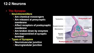 Neurons [upl. by Karon]