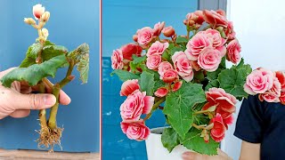 Begonia is ravishing flower Propagate by cuttings in sand at home [upl. by Erelia39]