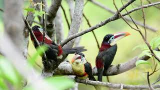 Pteroglossus beauharnaesii  Arasari Encrespado ACR Cordillera Escalera [upl. by Loutitia]