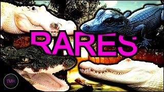 Alligator Rares Lets Talk  theHunter Call of the Wild [upl. by Annahgiel251]