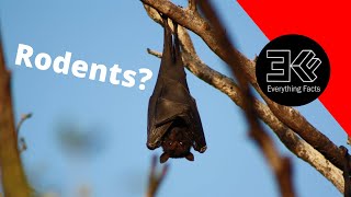 Are Bats Rodents [upl. by Jena]