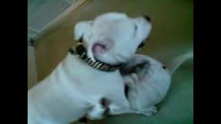 Staffordshire bull terrier dog funny video look [upl. by Lora]