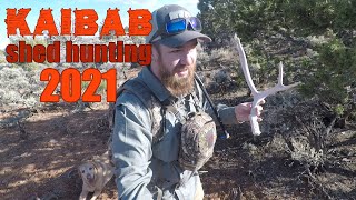 Shed Hunting 2021 Kaibab AZ [upl. by Rockwood]