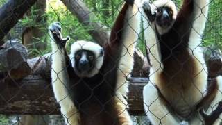 Leaping Lemurs Coquerels Sifakas at the Houston Zoo [upl. by Ahseit]