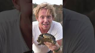 What is the Difference between a Tortoise Turtle amp Terrapin Shorts [upl. by Orlando346]