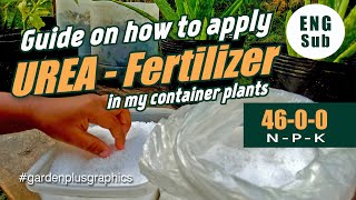 Epektibong paraan paggamit ng Urea fertilizer with English Sub  How to ApplyUse Urea Fertilizer [upl. by Aicertap]