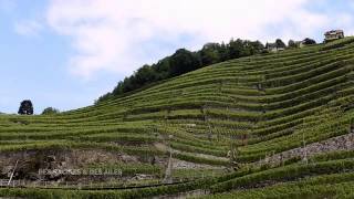 Le vignoble de Lavaux [upl. by Giliana]