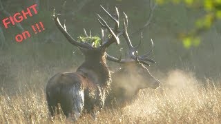 Big Red Stags Fighting During The Rut [upl. by Yetta]