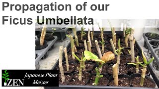 Propagation of our Ficus Umbellata by Japanese Plant Meister [upl. by Nagol]