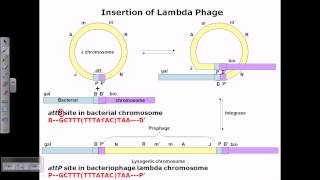 Lysogenic cycle of lambda phage [upl. by Akinar549]