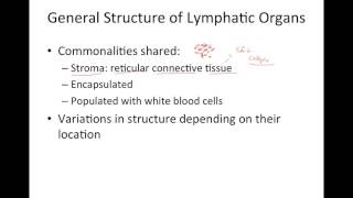 Overview of the Lymphatic System and Thymus Gland [upl. by Roee]