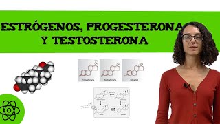 Estrógenos progesterona y testosterona 👨👩 [upl. by Marchall650]